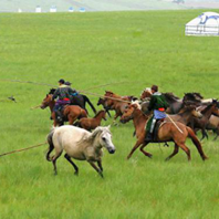 內蒙古人文：繩索套馬                            套馬是鄂溫克族傳統體育項目，原為牧民放馬匹時的一種技能，現演變為少數民族特色體育項目，分為揮杆套馬與繩索套馬兩種。
