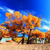 內蒙古旅游：額濟納胡楊林                            額濟納旗面積為114606平方公裡，人口約2萬，多為無人居住的沙漠區域。該保護區面積39萬畝，主要保護古老的遺樹種——胡楊。