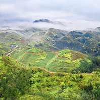 紫金縣產業：茶山