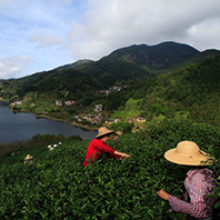 紫金縣生態：白溪茶園